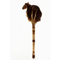 Mounted tree kangaroo specimen with brown and cream fur, with long tail hanging down.
