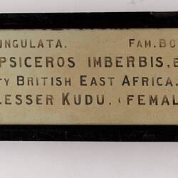 Exhibition Label - Lesser Kudu (female), National Museum of Victoria, Parkville, circa 1880