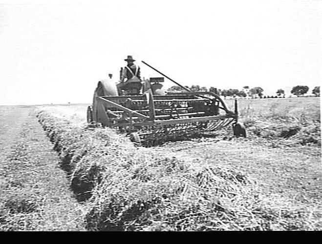SUNSHINE POWER-DRIVE SIDE DELIVERY RAKE AT WORK ON MMBW FARM WERRIBEE VIC. MARCH 1953
