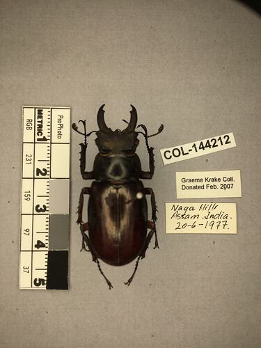 Shiny brown beetle specimen with large mandibles, pinned next to text labels.