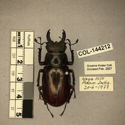 Shiny brown beetle specimen with large mandibles, pinned next to text labels.
