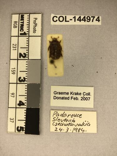 Shiny brown beetle specimen with large mandibles, pinned next to text labels.