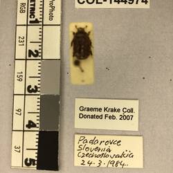 Shiny brown beetle specimen with large mandibles, pinned next to text labels.
