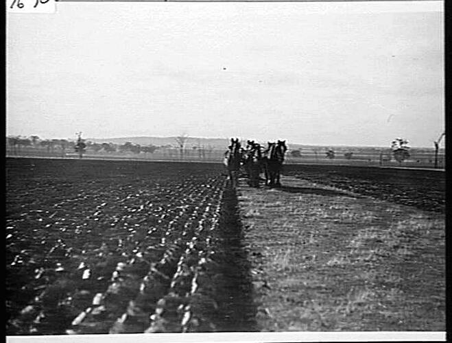 NOS 1, 2 & 3. TAKEN AT DOOKIE AGRICULTURAL COLLEGE. GOLDEN CITY PLOW. AUG 1925 (TAKEN BY MR. GILLESPIE).