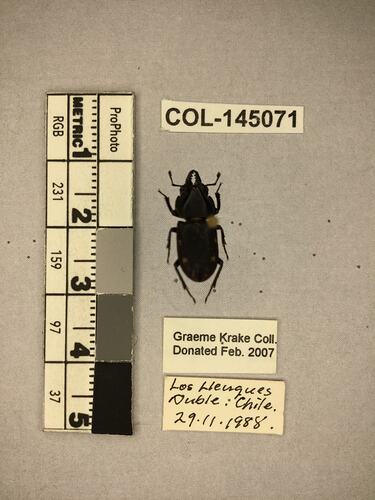 Shiny brown beetle specimen with large mandibles, pinned next to text labels.