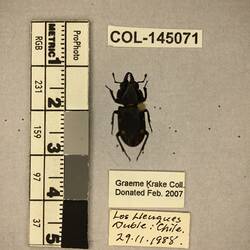 Shiny brown beetle specimen with large mandibles, pinned next to text labels.