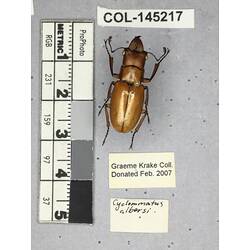 Dorsal view of pinned beetle specimen with labels.