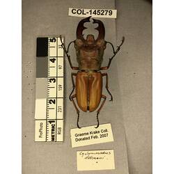 Dorsal view of pinned beetle specimen with labels.