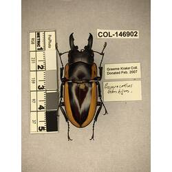 Dorsal view of pinned beetle specimen with labels.