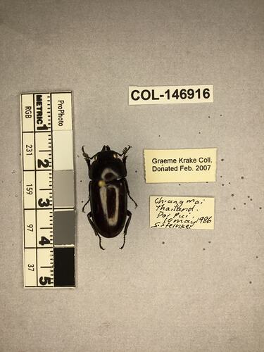 Shiny brown beetle specimen with large mandibles, pinned next to text labels.