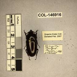 Shiny brown beetle specimen with large mandibles, pinned next to text labels.