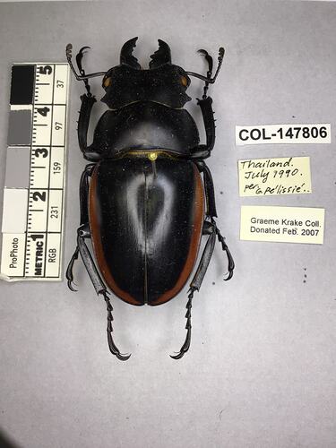 Shiny brown beetle specimen with large mandibles, pinned next to text labels.