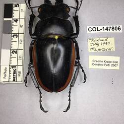 Shiny brown beetle specimen with large mandibles, pinned next to text labels.