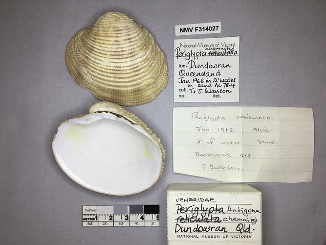 Dry Venus Clam shell beside labels.