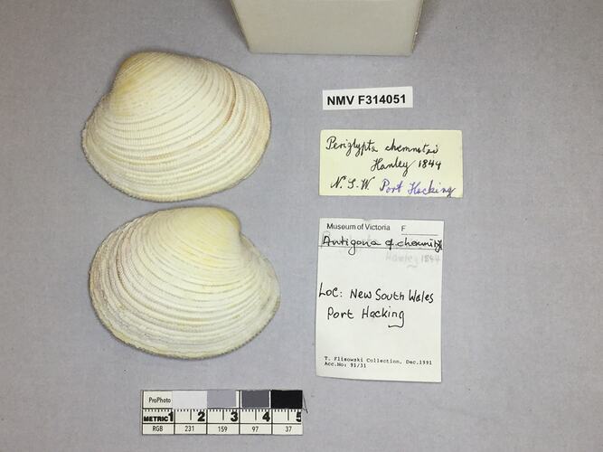 Dry Venus Clam shell beside labels.