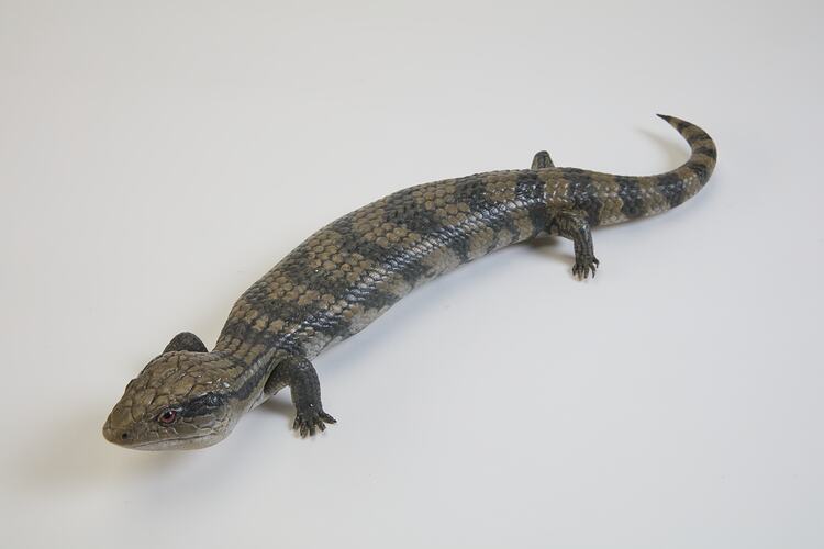 <em>Tiliqua scincoides</em>, Eastern Blue-tongue, model. [D 69572-1]