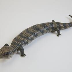 Our Wondrous Planet, Our Wild Family: Cast - Eastern Blue-tongue, <em>Tiliqua scincoides</em> (White, 1790)