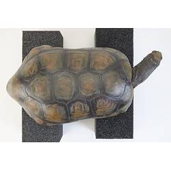 <em>Chelonoidis denticulatus</em>, Yellow-footed Tortoise. [3200]
