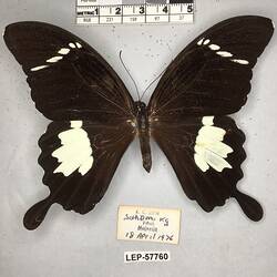 Pinned butterfly specimen beside label.