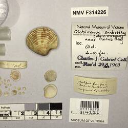 Dry Venus Clam shells beside labels.