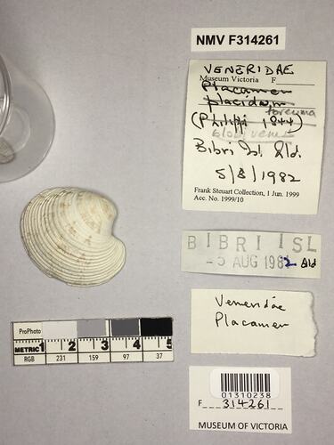 Dry Venus Clam shell beside labels.