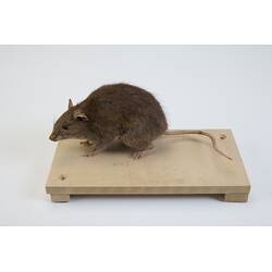 Our Wondrous Planet, Our Wild Family: Taxidermy Mount - Australian Bush Rat, <em>Rattus fuscipes</em> Waterhouse, 1839