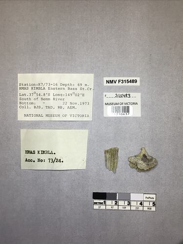 Dry stony coral specimens beside labels.