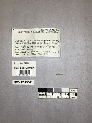 Dry stony coral specimen beside labels.