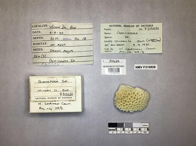 Dry stony coral specimen beside labels.