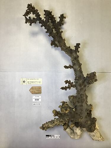 Dry stony coral specimen beside labels.