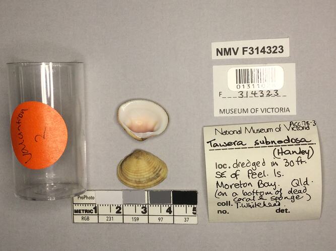 Dry Venus Clam shell beside labels.