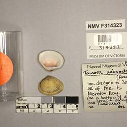 Dry Venus Clam shell beside labels.
