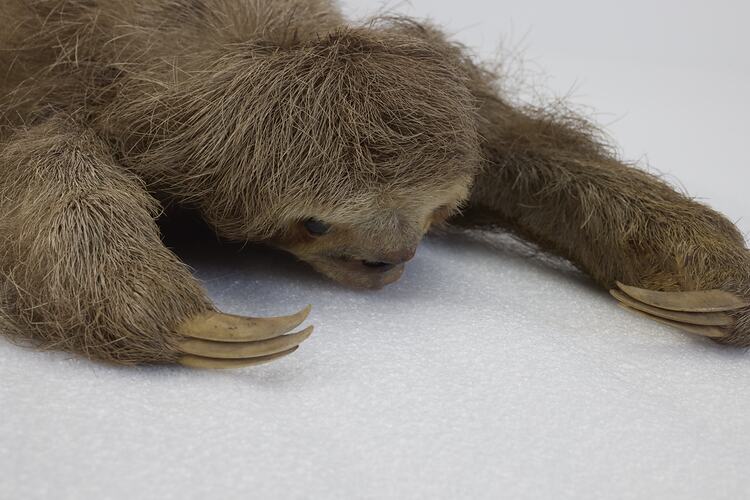 <em>Bradypus tridactylus</em>, Pale-throated Three-toed Sloth. [C 29914.1]