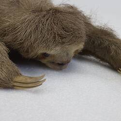 Our Wondrous Planet, Our Wild Family: Taxidermy Mount - Pale-throated Three-toed Sloth, <em>Bradypus tridactylus</em>