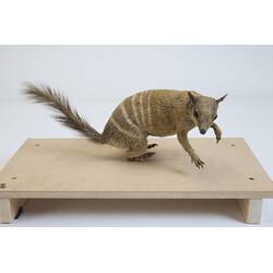 <em>Myrmecobius fasciatus</em>, Numbat. [C 30519]