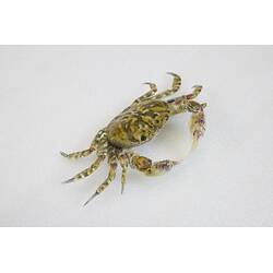 <em>Leptograpsodes octodentatus</em>, Burrowing Shore Crab. [J 24166]