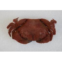 <em>Pilumnus tomentosus</em>, Common Hairy Crab. [J 38956]
