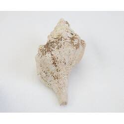 <em>Penion maximus</em>, giant whelk. [J 73847.1]