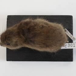 <em>Lemmus sibiricus</em>, Siberian Brown Lemming. [C 30116]