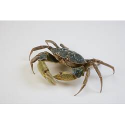 <em>Carcinus maenas</em>, European Shore Crab. [J 20921]