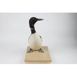 <em>Gavia immer</em>, Common Loon. [146]