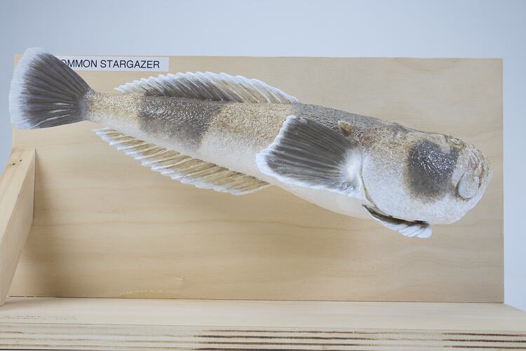 <em>Kathetostoma laeve</em>, Common Stargazer, model. [A 31384-002]