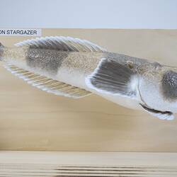 Our Wondrous Planet, Our Wild Family: Model - Common Stargazer, <em>Kathetostoma laeve</em> (Bloch & Schneider, 1801)