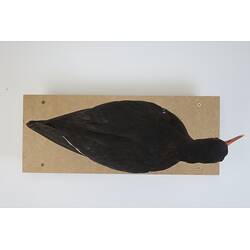 <em>Haematopus longirostris</em>, Pied Oystercatcher. [B 32992]