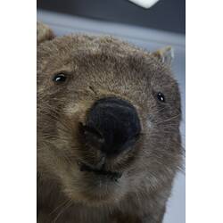 <em>Vombatus ursinus</em>, Bare-nosed Wombat. [C 28201]