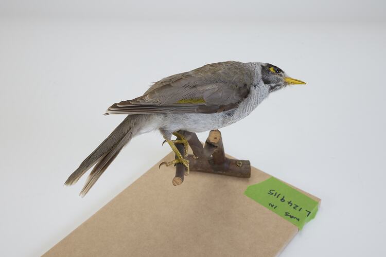 <em>Manorina melanocephala lepidota</em>, Noisy Miner. [B 7277]