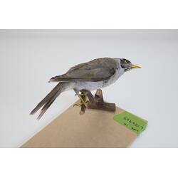 <em>Manorina melanocephala lepidota</em>, Noisy Miner. [B 7277]