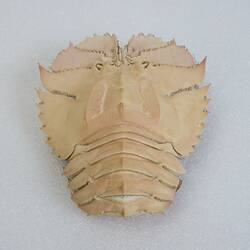 <em>Ibacus peronii</em>, Balmain Bug. [J 44696.8]