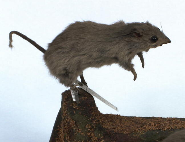 Mounted Stick-nest Rat specimen.