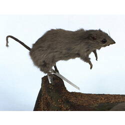 Mounted Stick-nest Rat specimen.